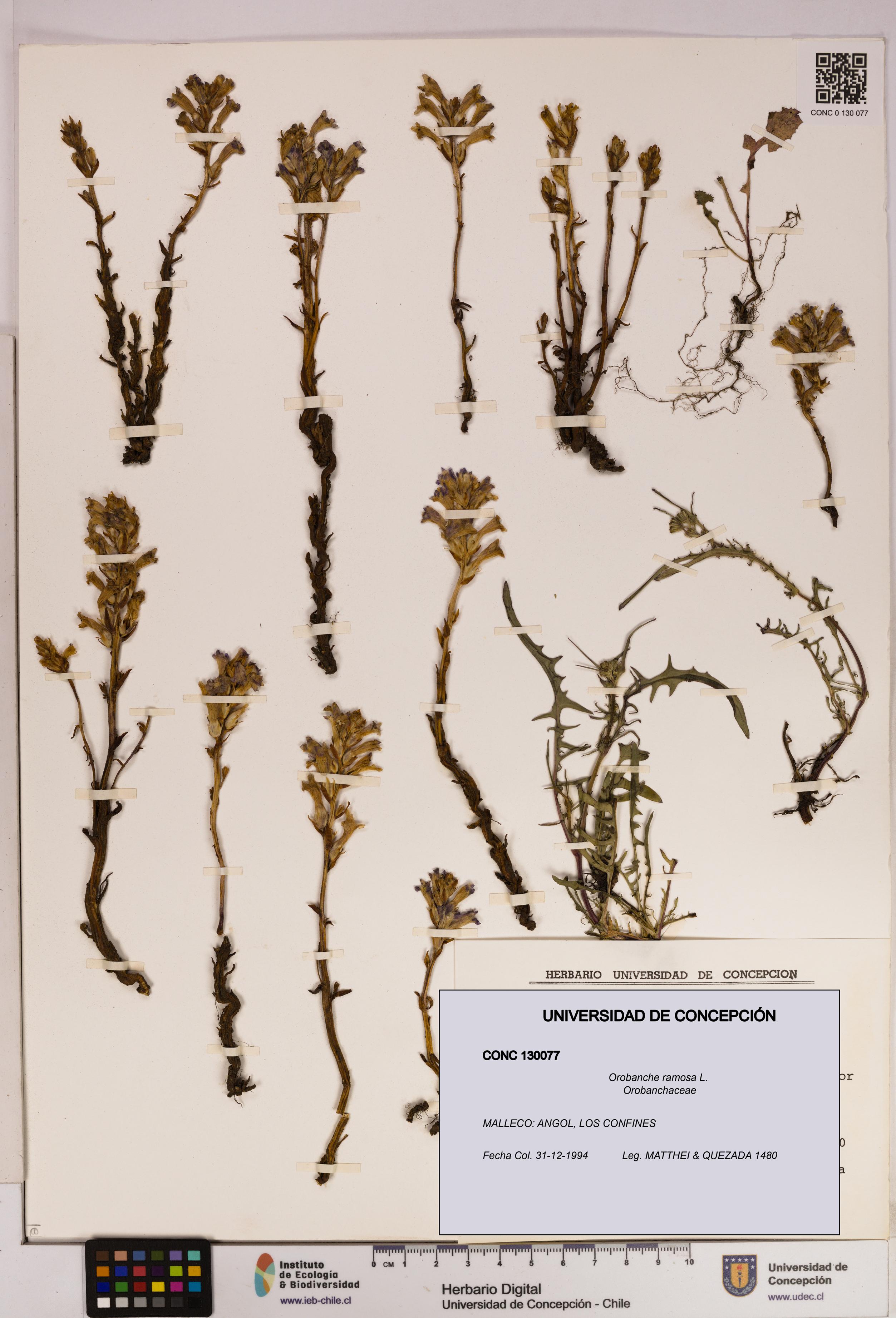 Orobanche ramosa [Espécimen: UDEC:CONC:0130077]