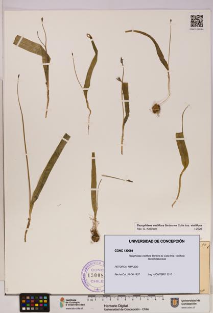 Tecophilaea violiflora fma. violiflora [Espécimen: UDEC:CONC:0130084]