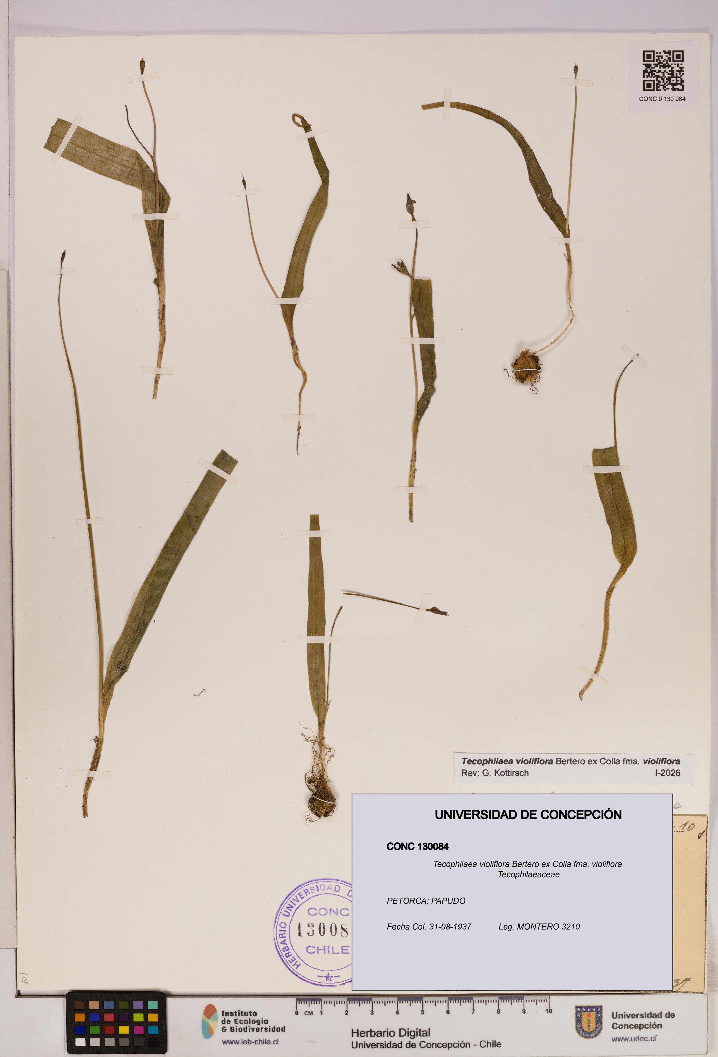 Tecophilaea violiflora fma. violiflora [Espécimen: UDEC:CONC:0130084]