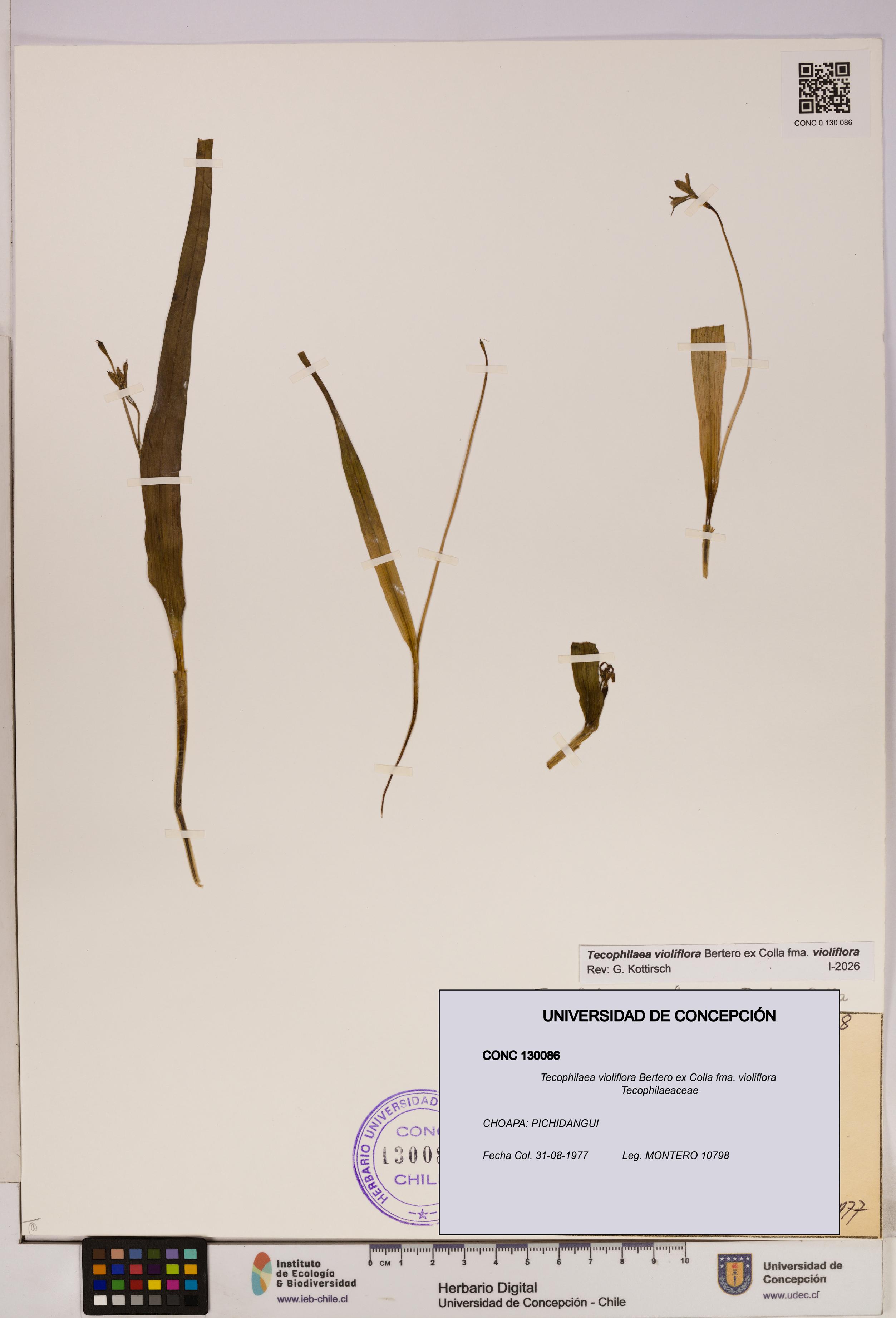 Tecophilaea violiflora fma. violiflora [Espécimen: UDEC:CONC:0130086]