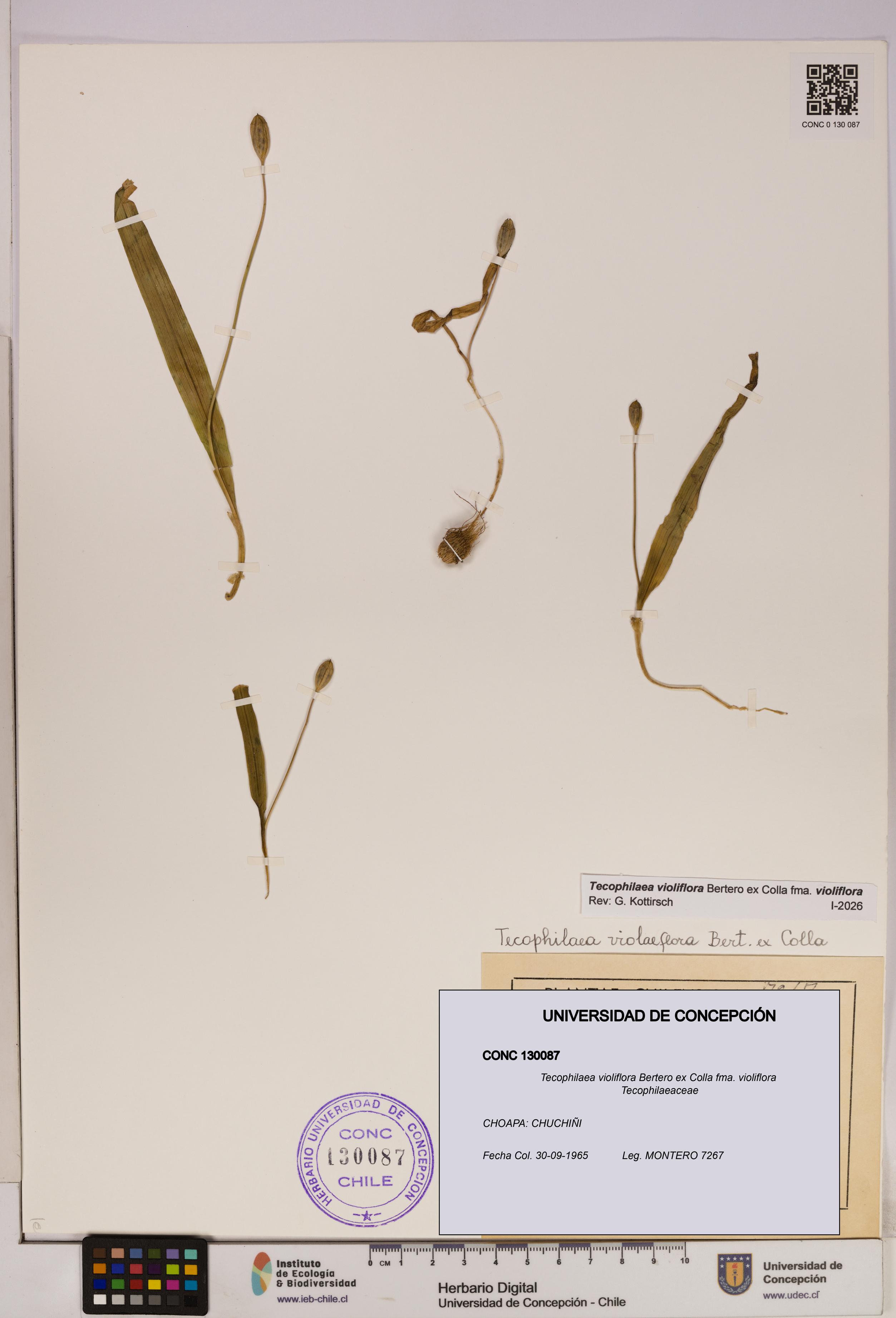 Tecophilaea violiflora fma. violiflora [Espécimen: UDEC:CONC:0130087]
