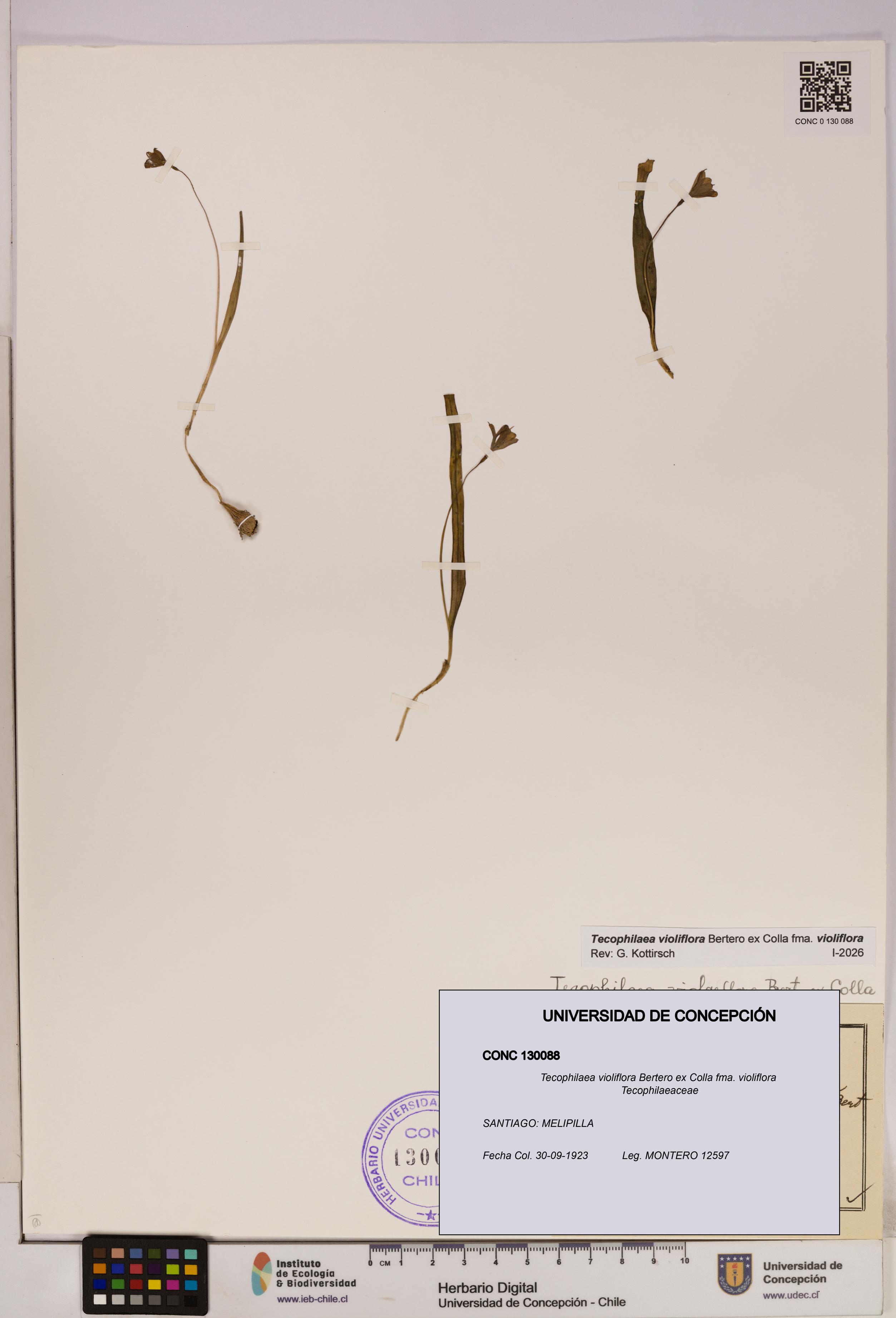 Tecophilaea violiflora fma. violiflora [Espécimen: UDEC:CONC:0130088]