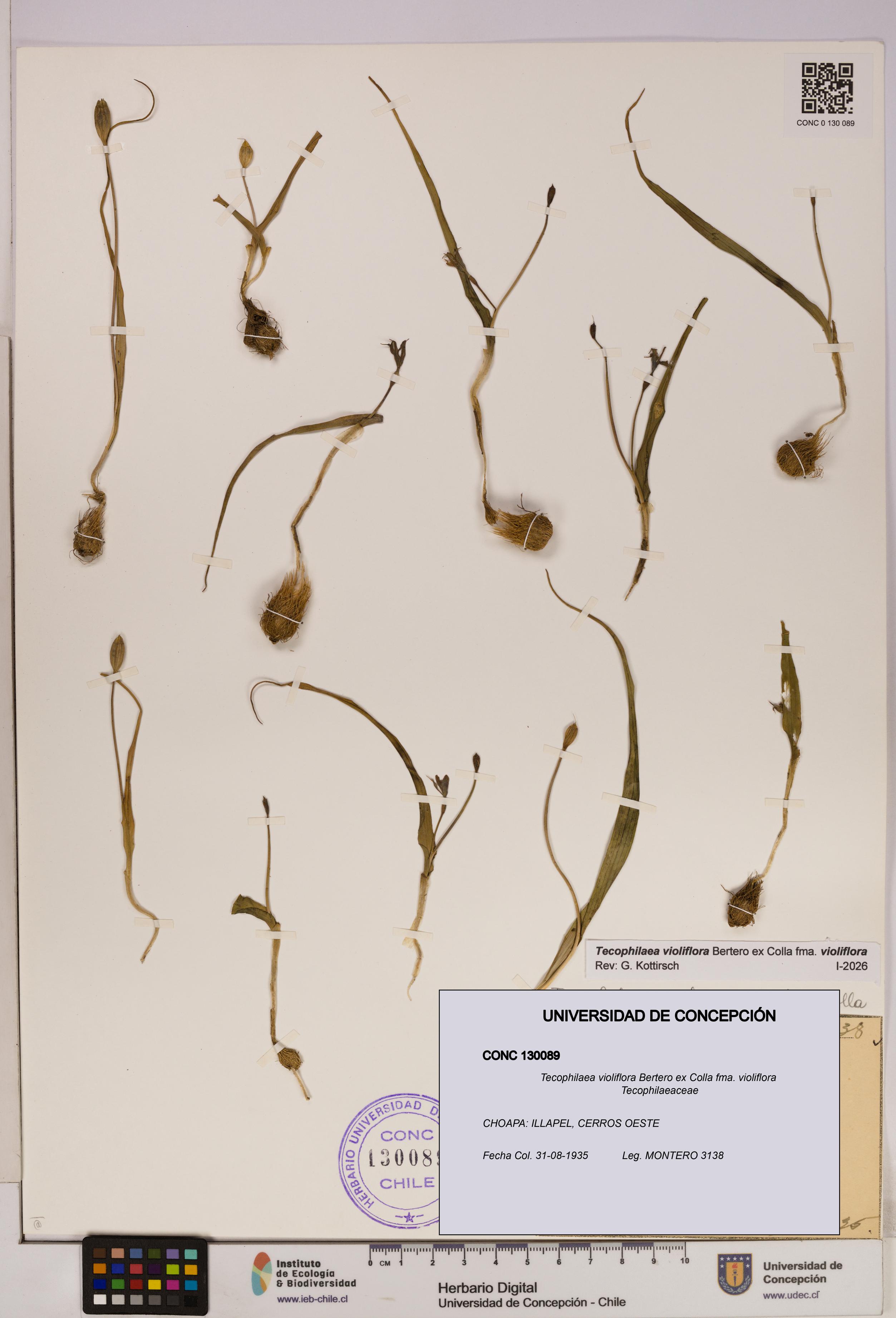 Tecophilaea violiflora fma. violiflora [Espécimen: UDEC:CONC:0130089]