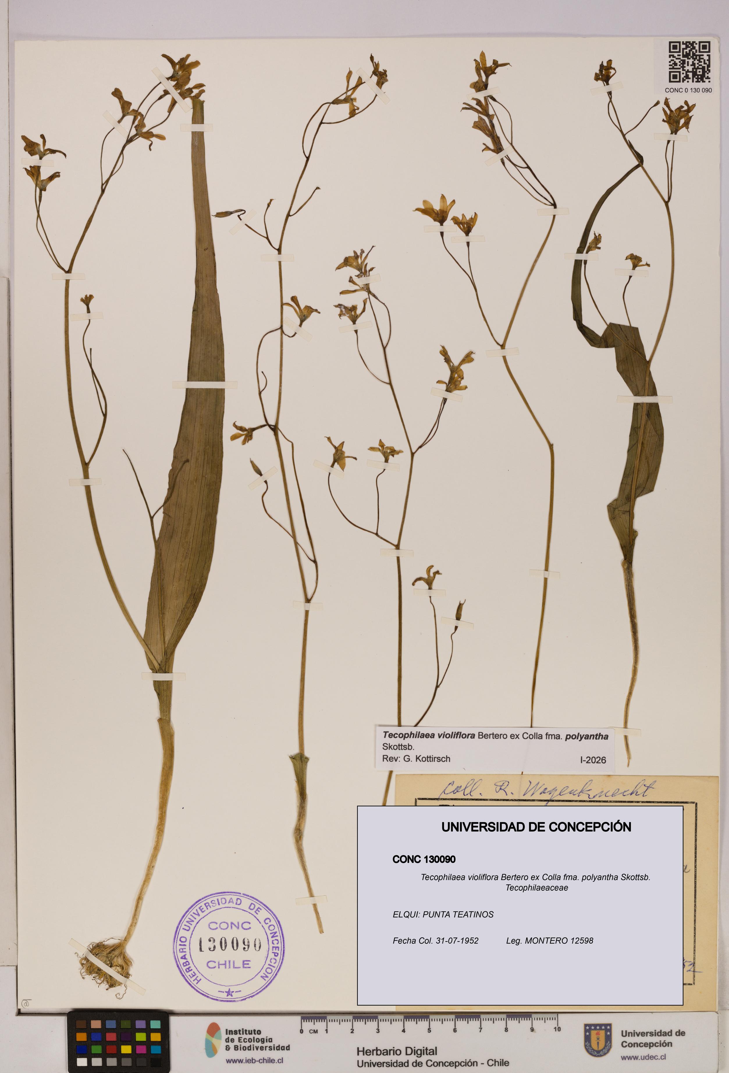Tecophilaea violiflora [Espécimen: UDEC:CONC:0130090]