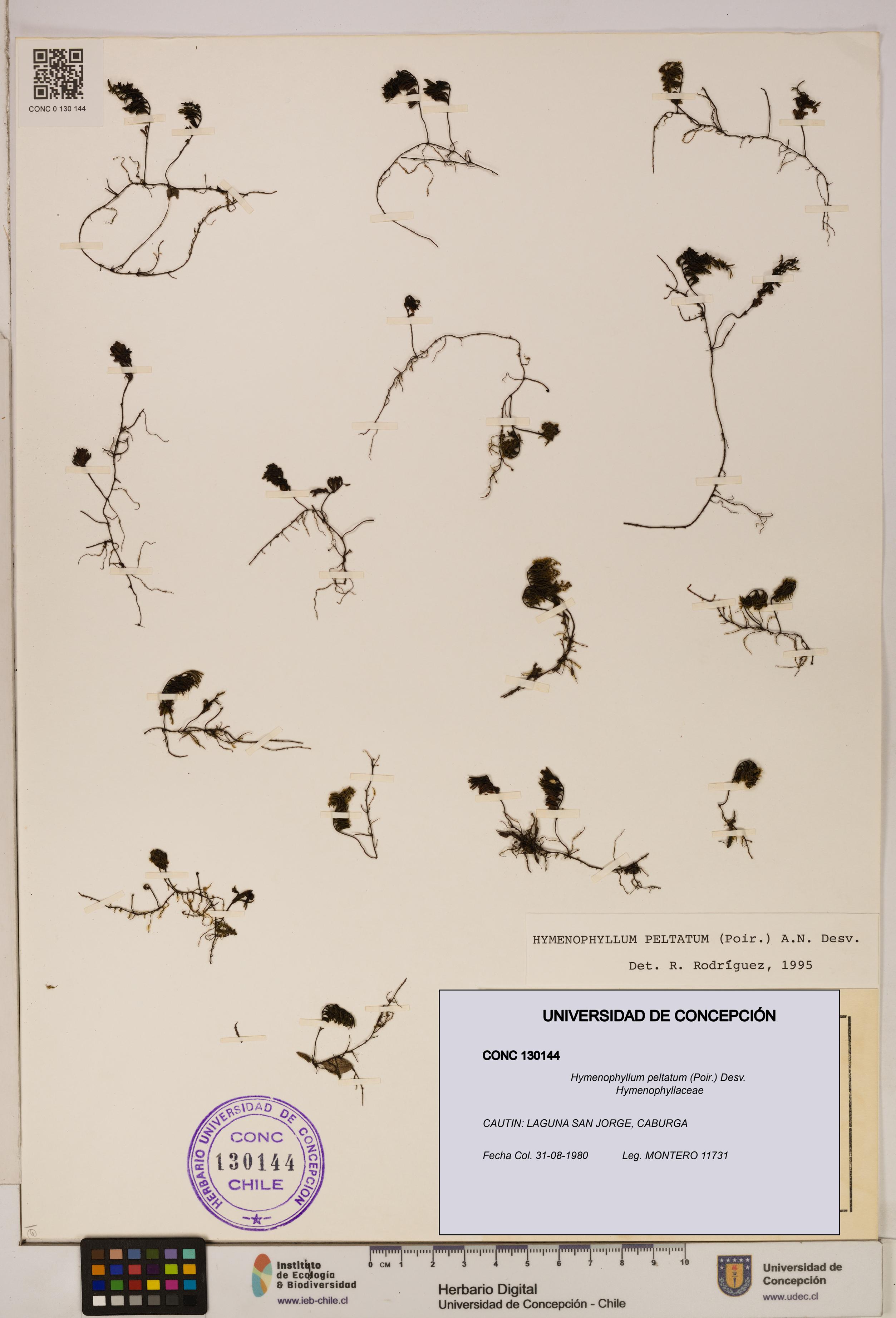 Hymenophyllum peltatum [Espécimen: ]