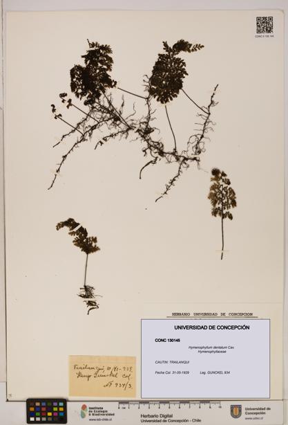 Hymenophyllum dentatum [Espécimen: UDEC:CONC:0130145]