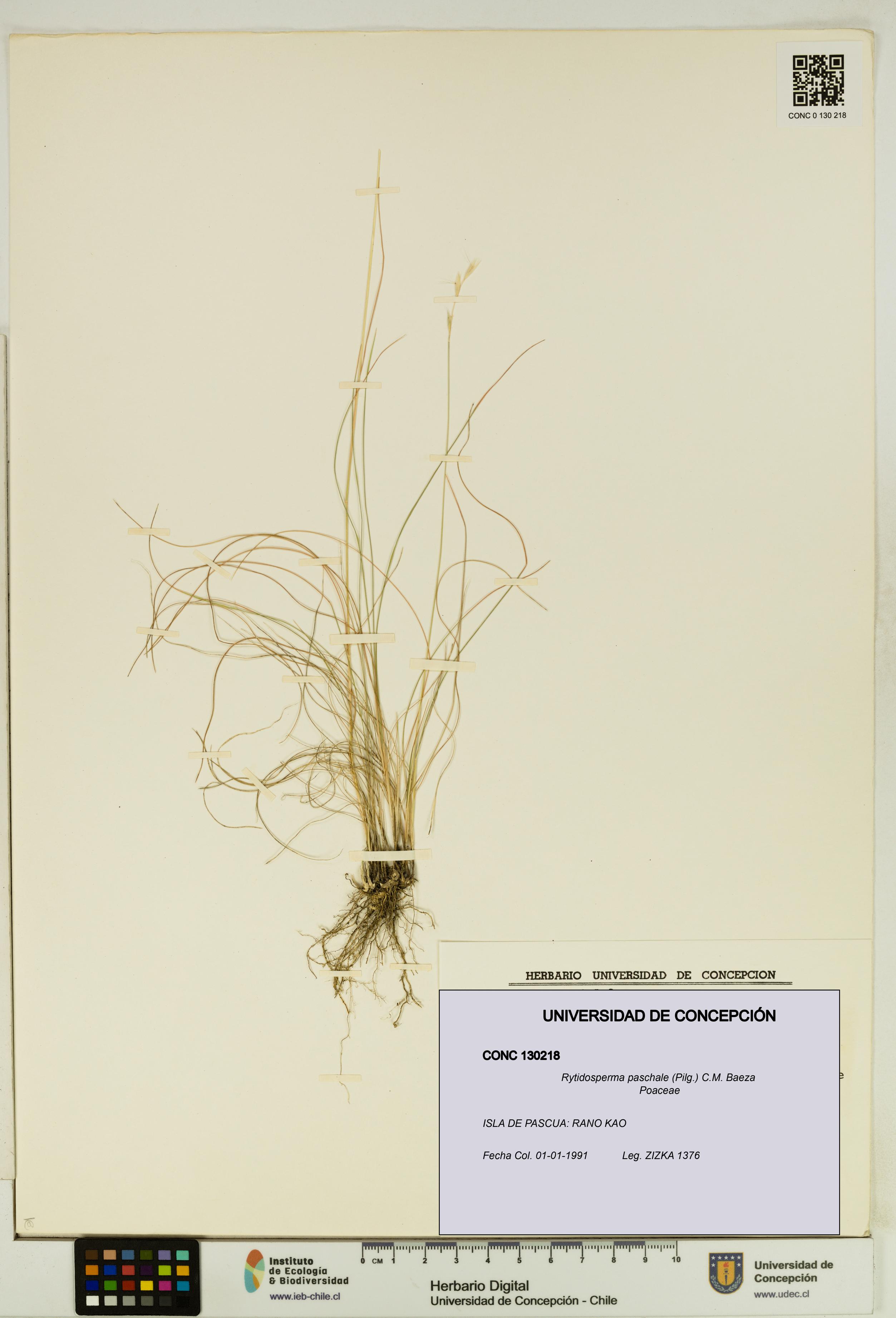 Rytidosperma paschale [Espécimen: UDEC:CONC:0130218]