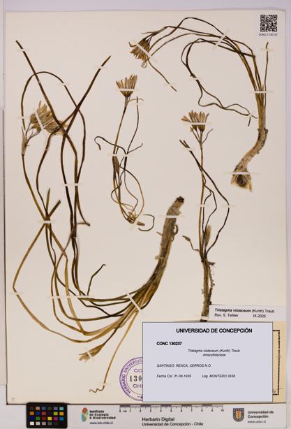 Tristagma violaceum [Espécimen: UDEC:CONC:0130237]