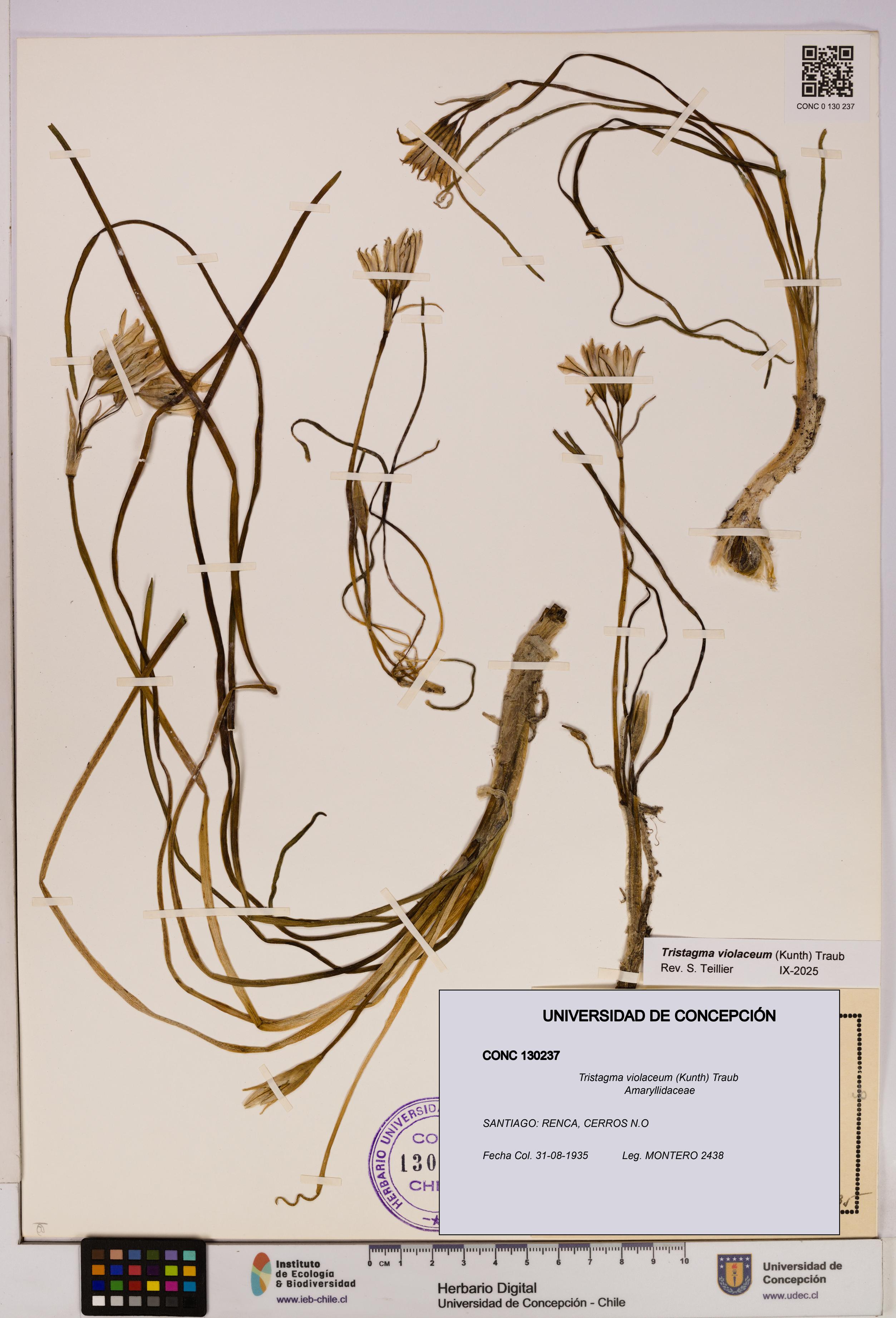 Tristagma violaceum [Espécimen: UDEC:CONC:0130237]