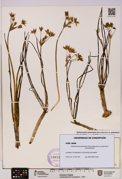 Nothoscordum gramineum var. gramineum [Espécimen: UDEC:CONC:0130254]