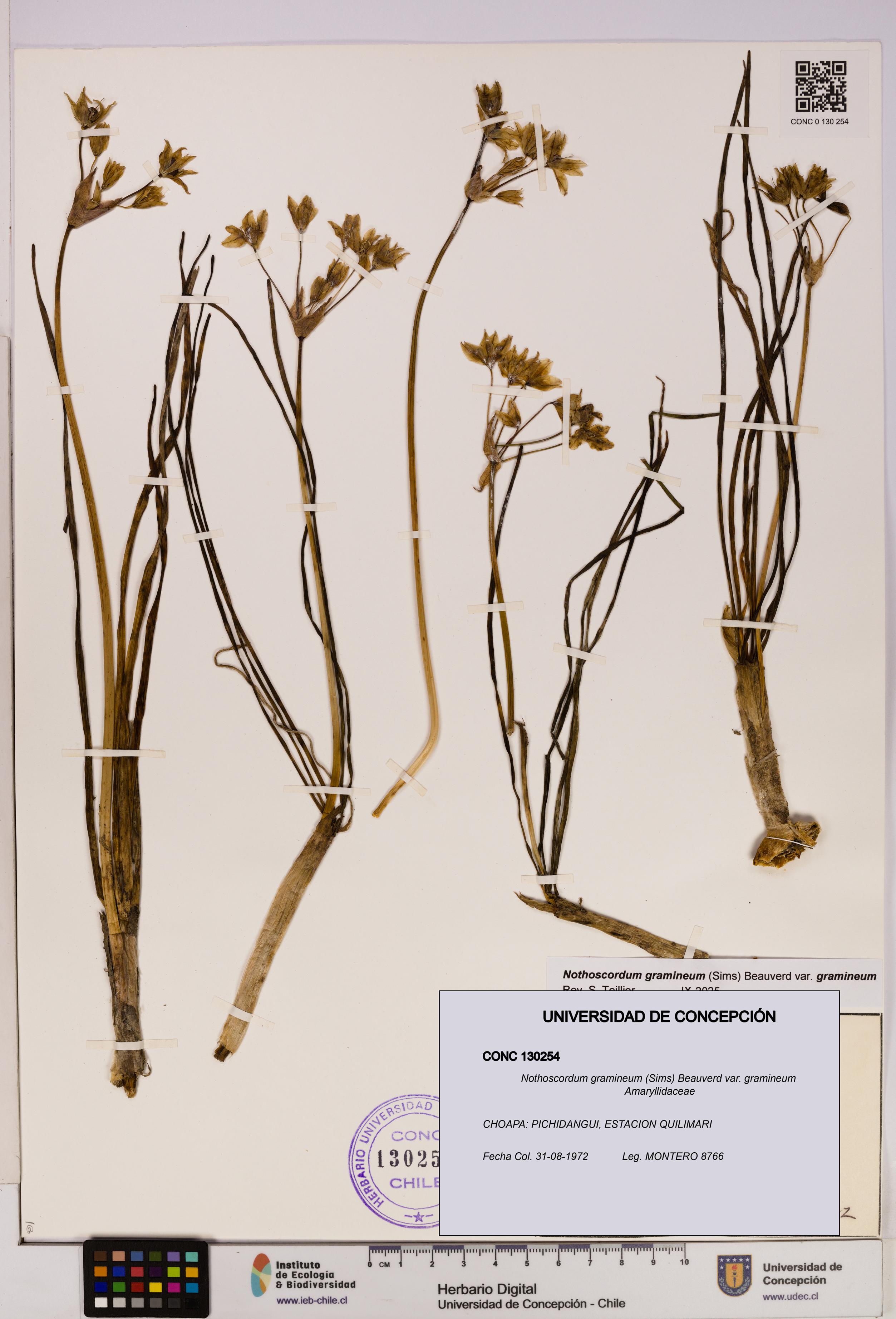 Nothoscordum gramineum var. gramineum [Espécimen: UDEC:CONC:0130254]