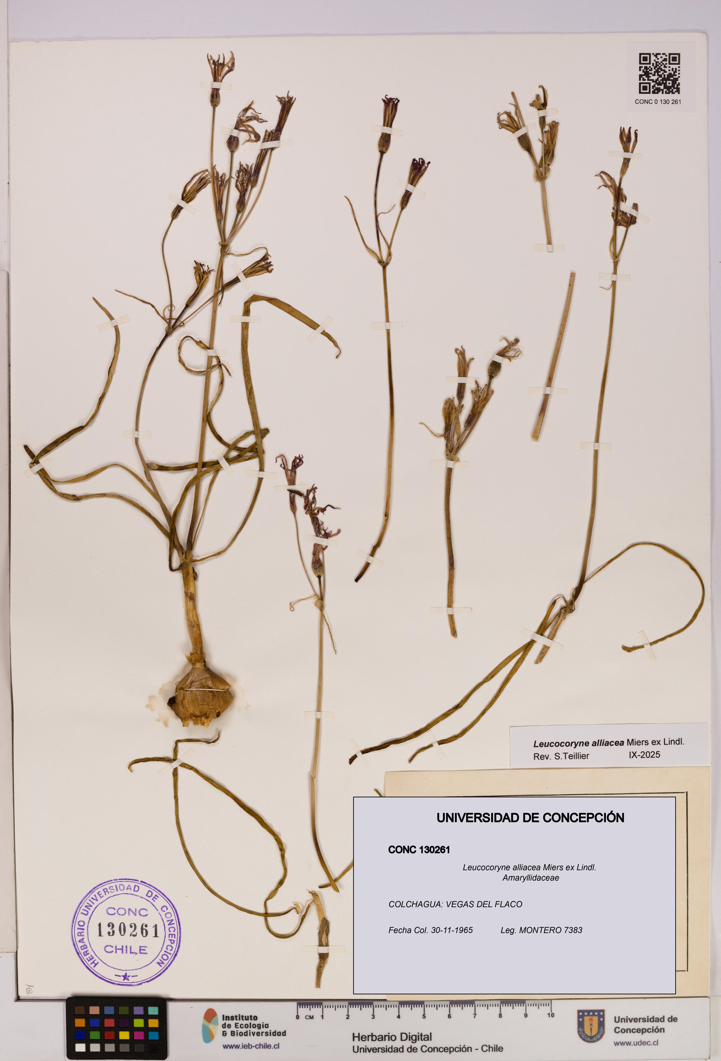 Leucocoryne alliacea [Espécimen: UDEC:CONC:0130261]