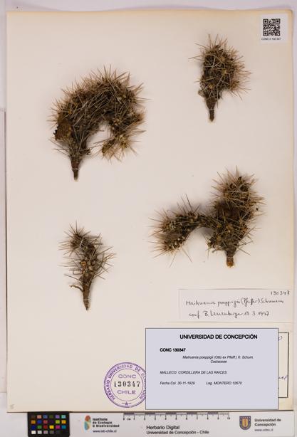 Maihuenia poeppigii [Espécimen: UDEC:CONC:0130347]