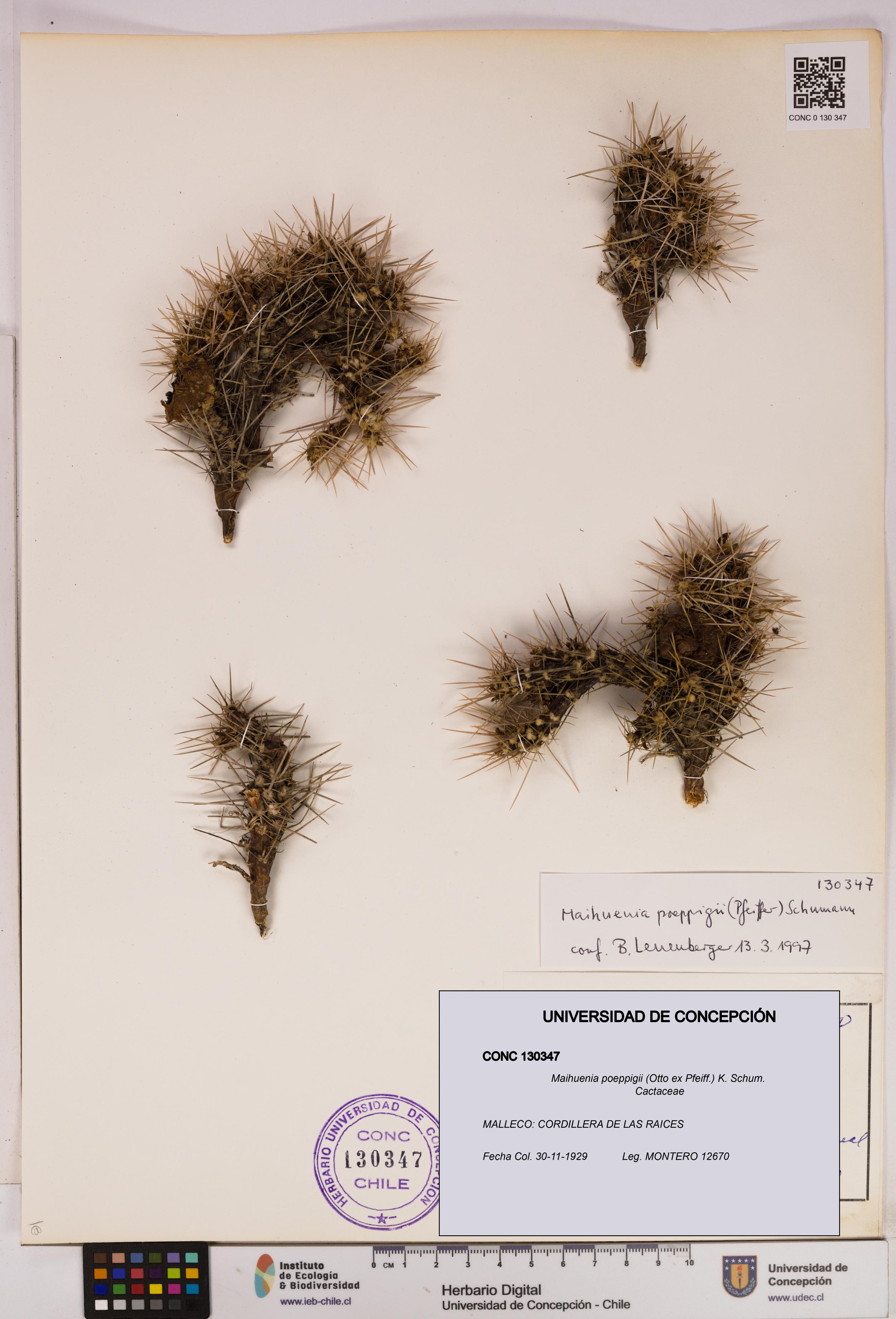 Maihuenia poeppigii [Espécimen: UDEC:CONC:0130347]