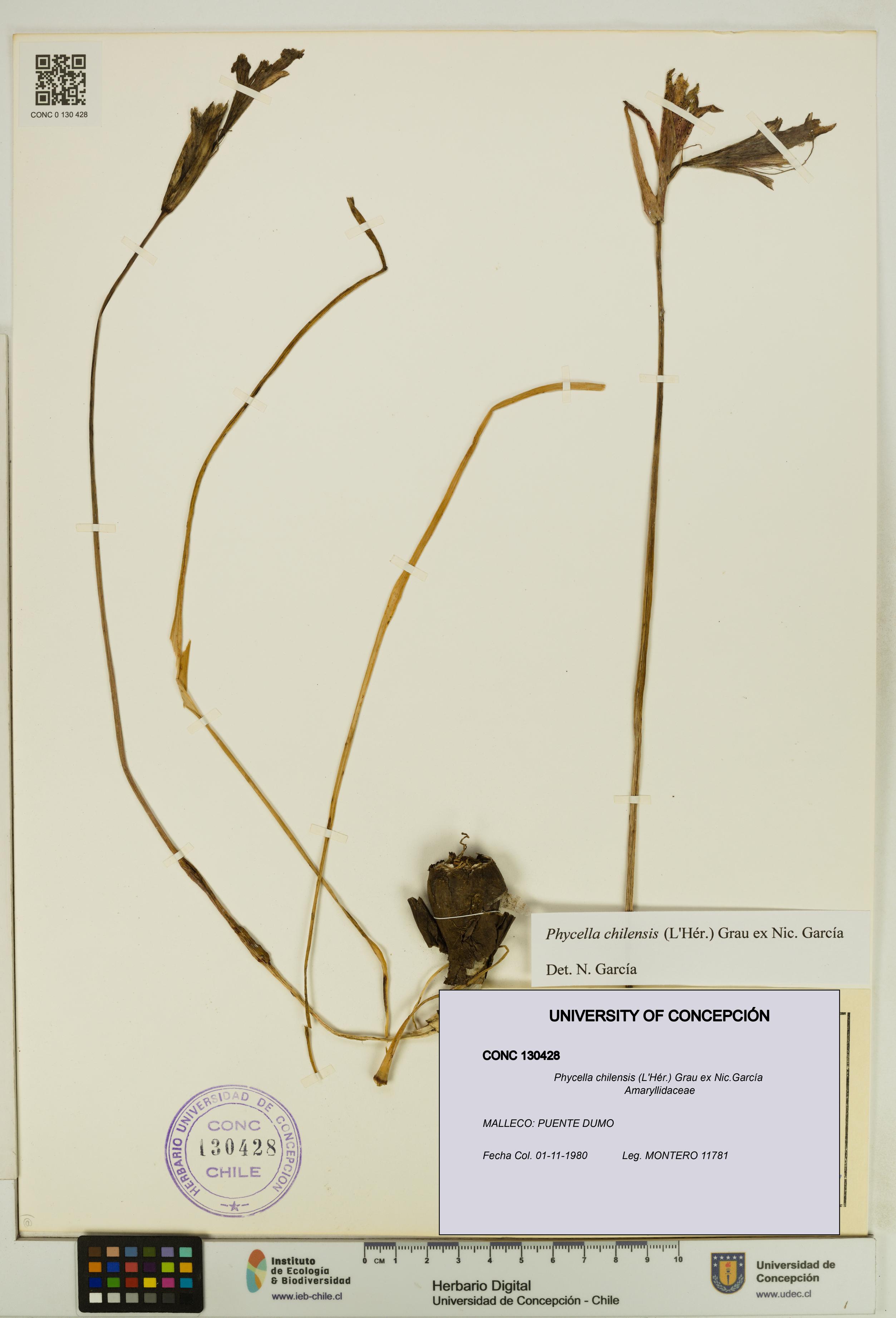 Phycella chilensis [Espécimen: UDEC:CONC:0130428]