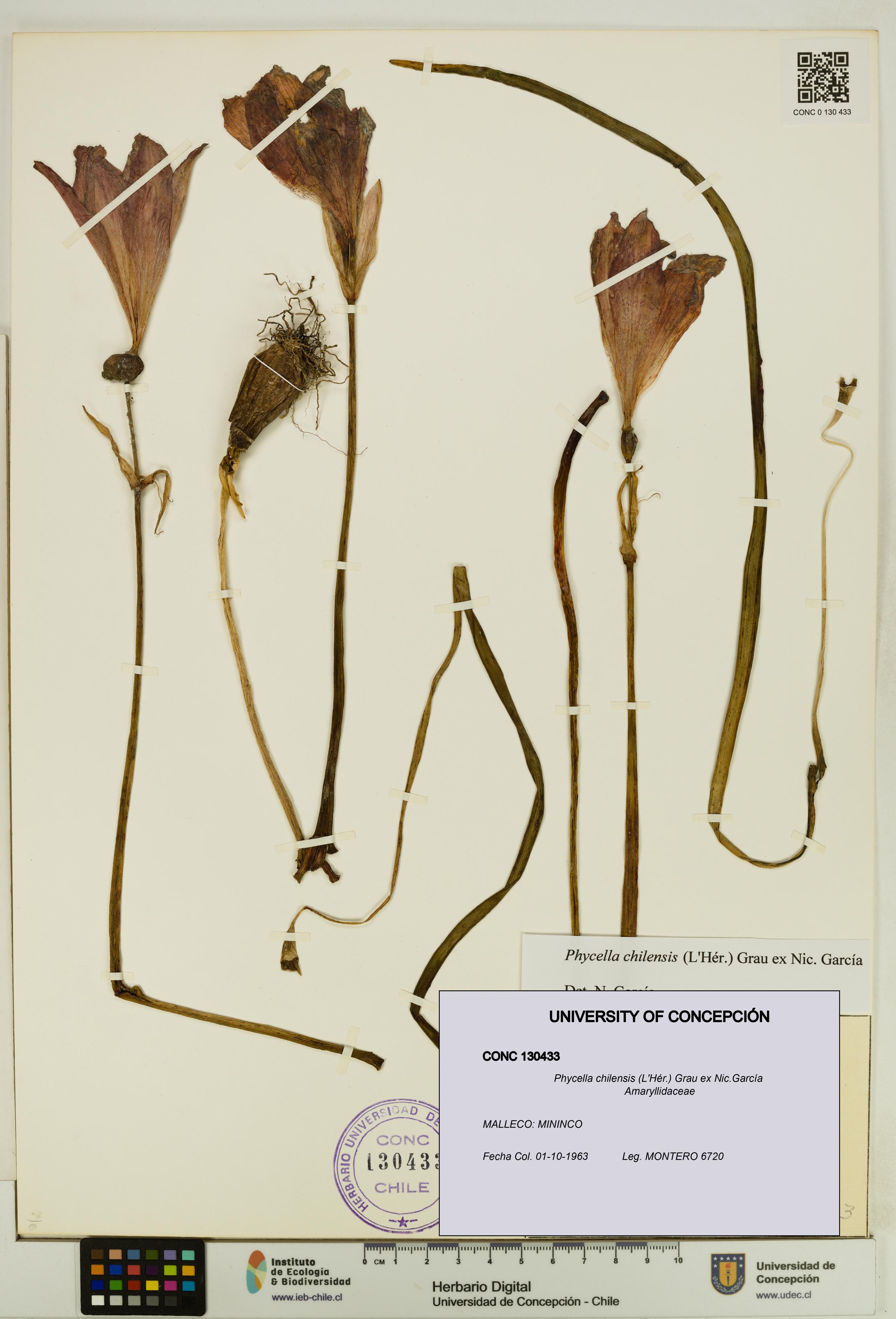 Phycella chilensis [Espécimen: UDEC:CONC:0130433]