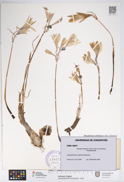 Phycella chilensis [Espécimen: UDEC:CONC:0130477]