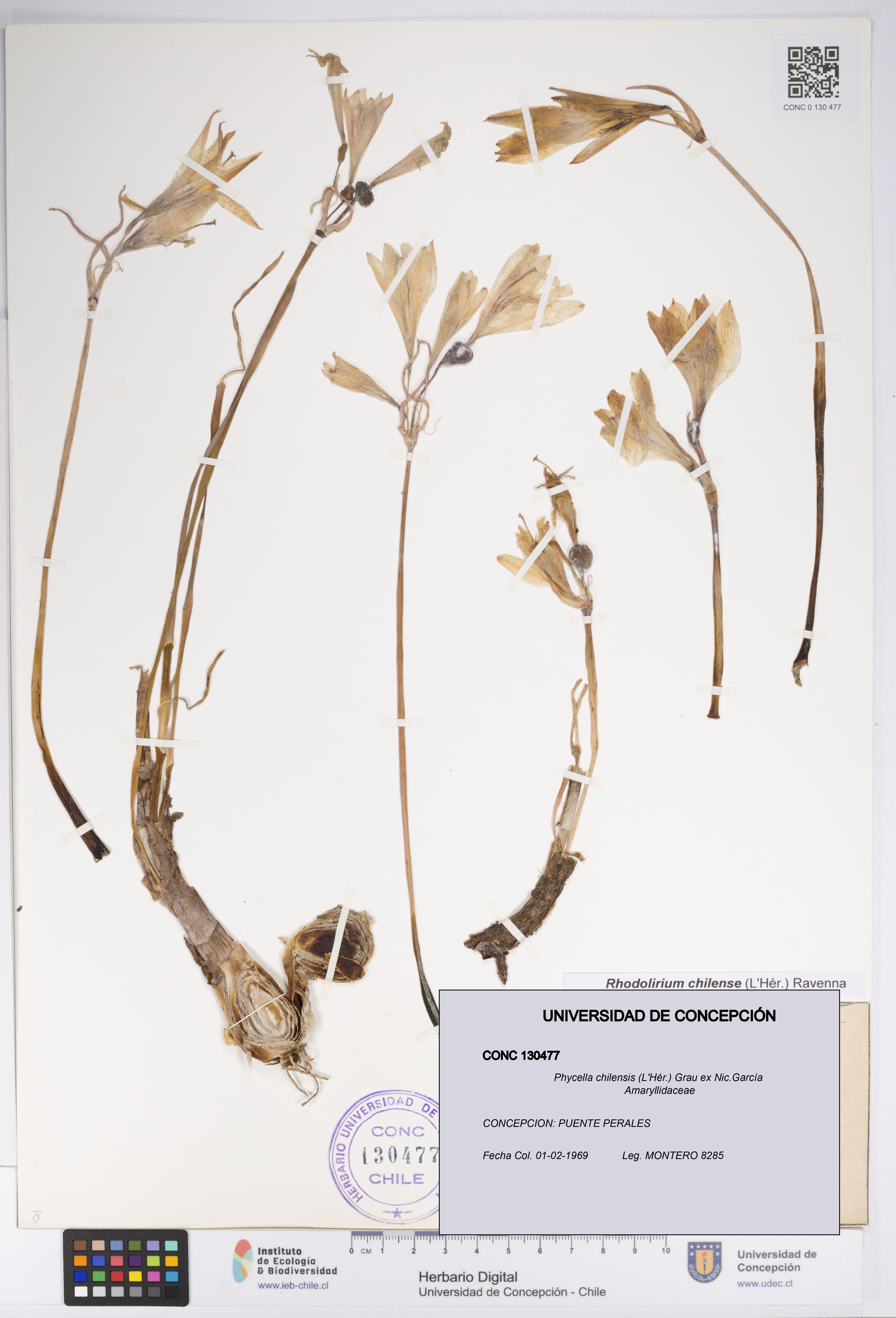 Phycella chilensis [Espécimen: UDEC:CONC:0130477]