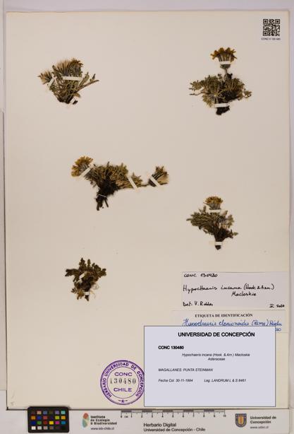 Hypochaeris incana [Espécimen: UDEC:CONC:0130480]