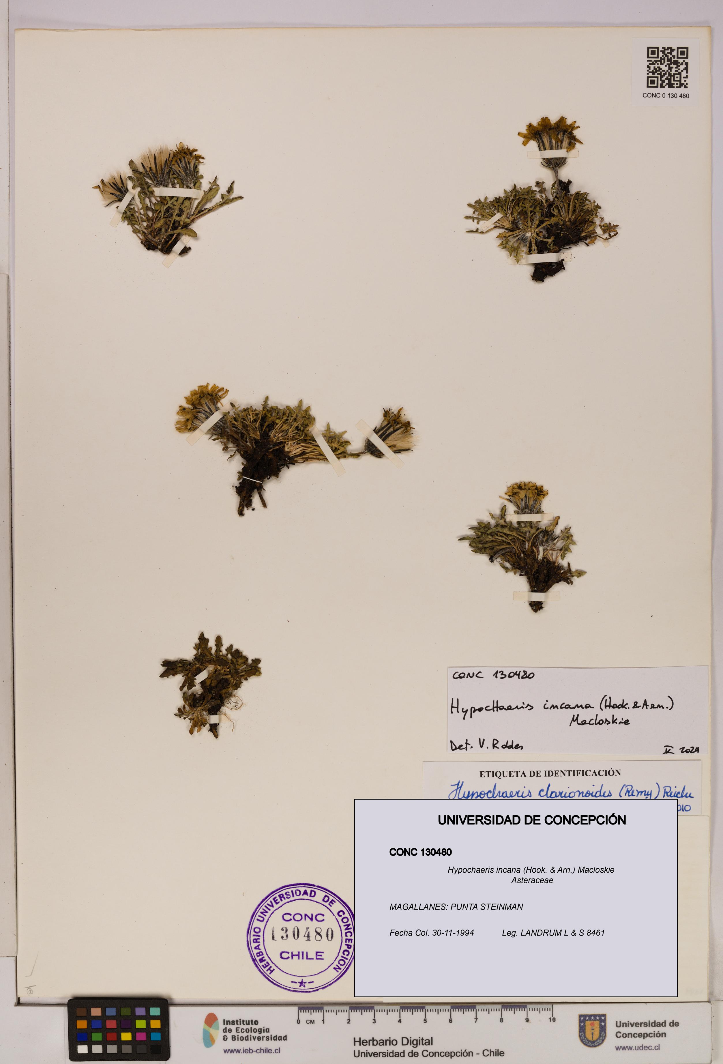 Hypochaeris incana [Espécimen: UDEC:CONC:0130480]