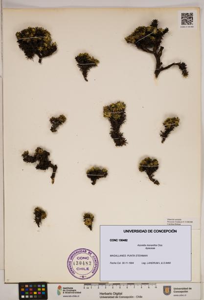 Azorella monantha [Espécimen: ]