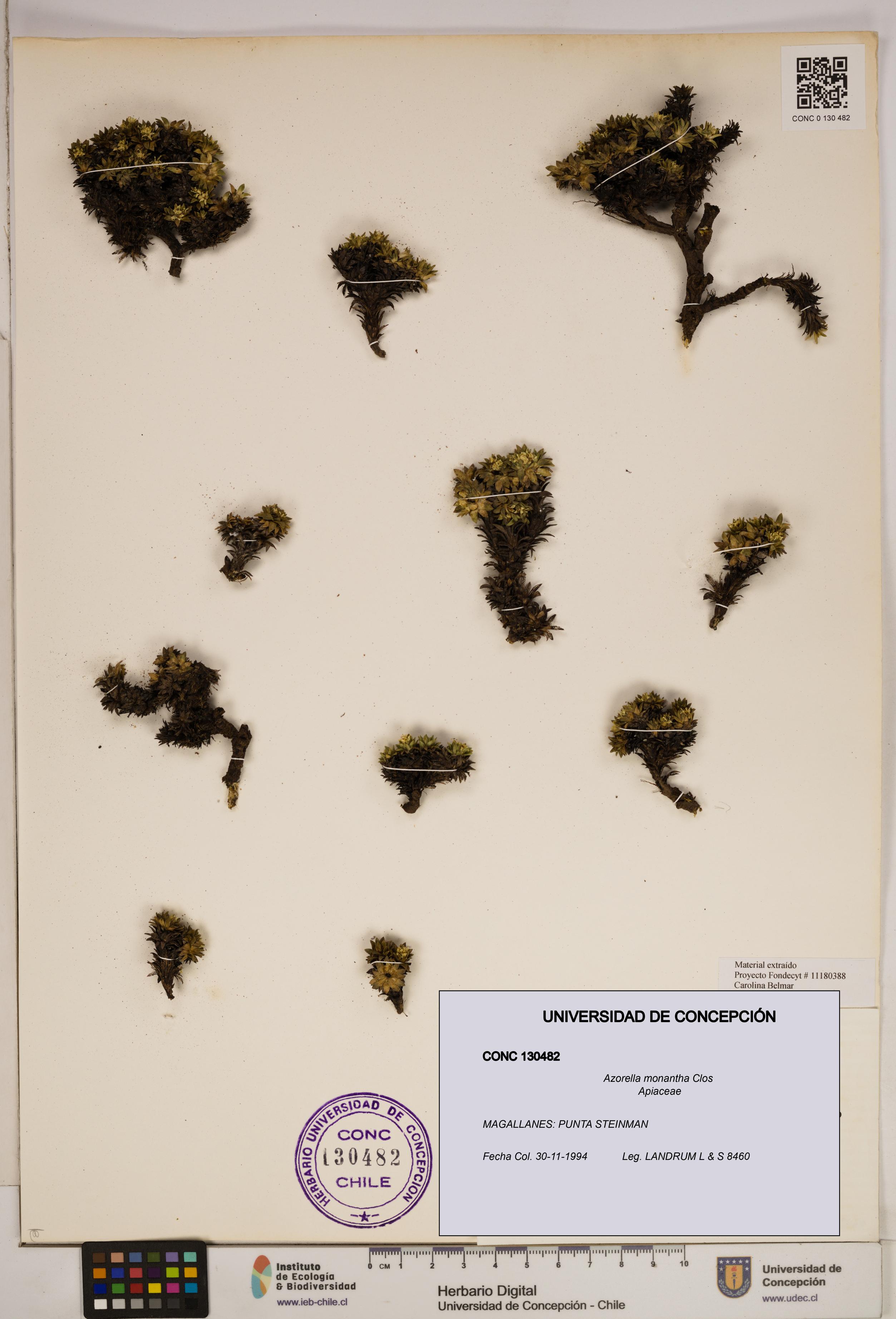 Azorella monantha [Espécimen: ]