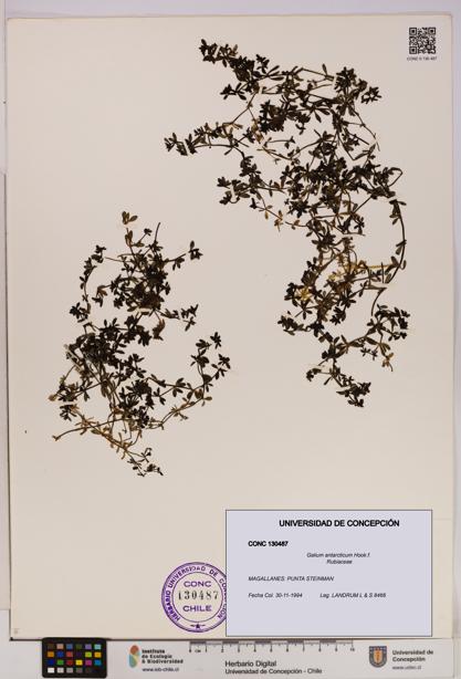 Galium antarcticum [Espécimen: UDEC:CONC:0130487]