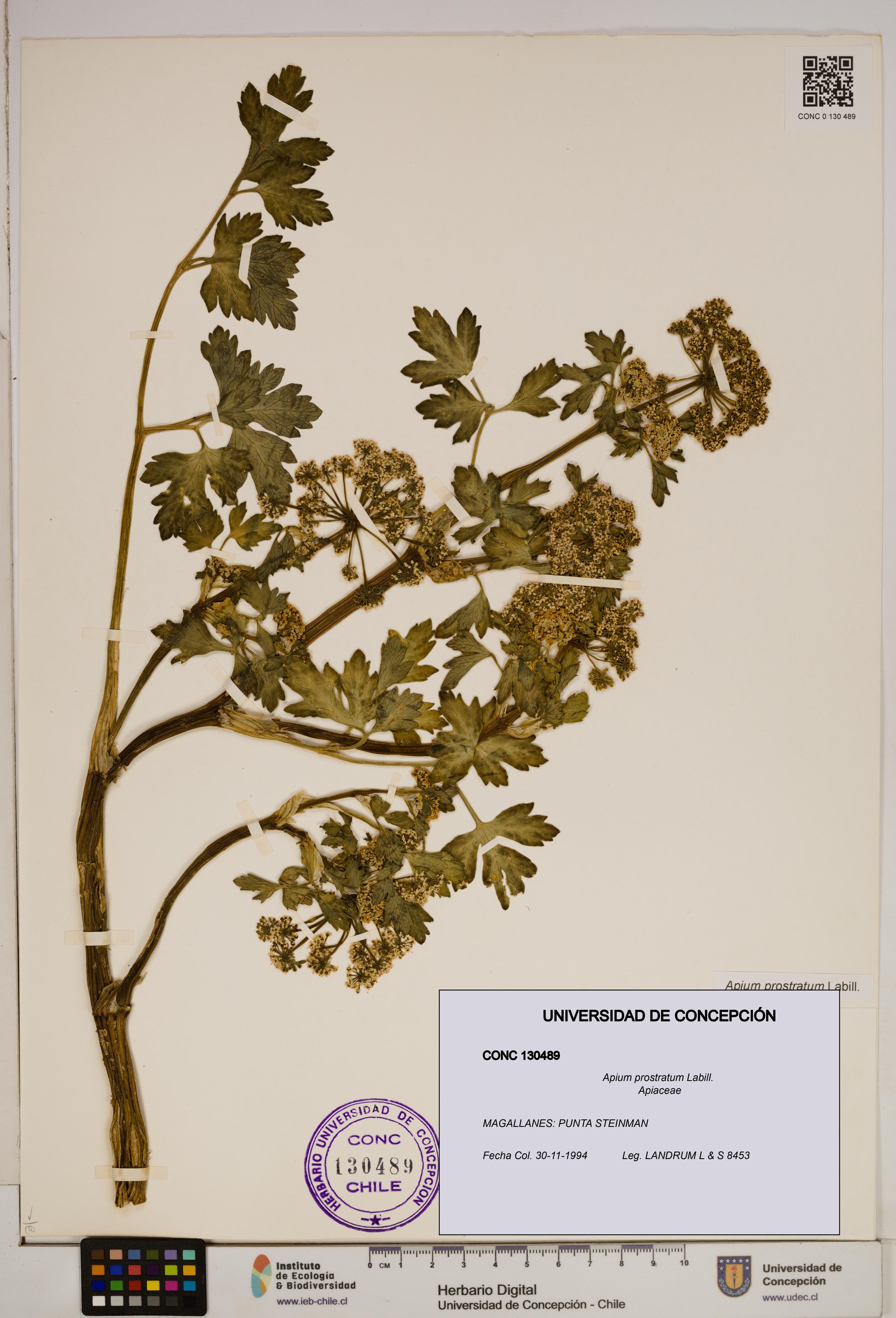Apium prostratum [Espécimen: ]
