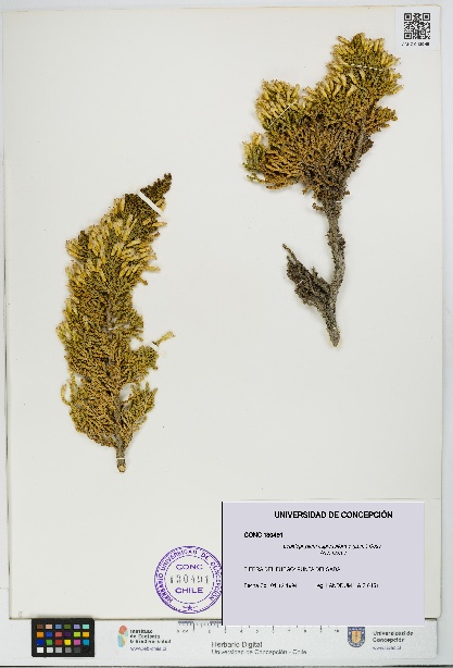 Lepidophyllum cupressiforme [Espécimen: UDEC:CONC:0130491]