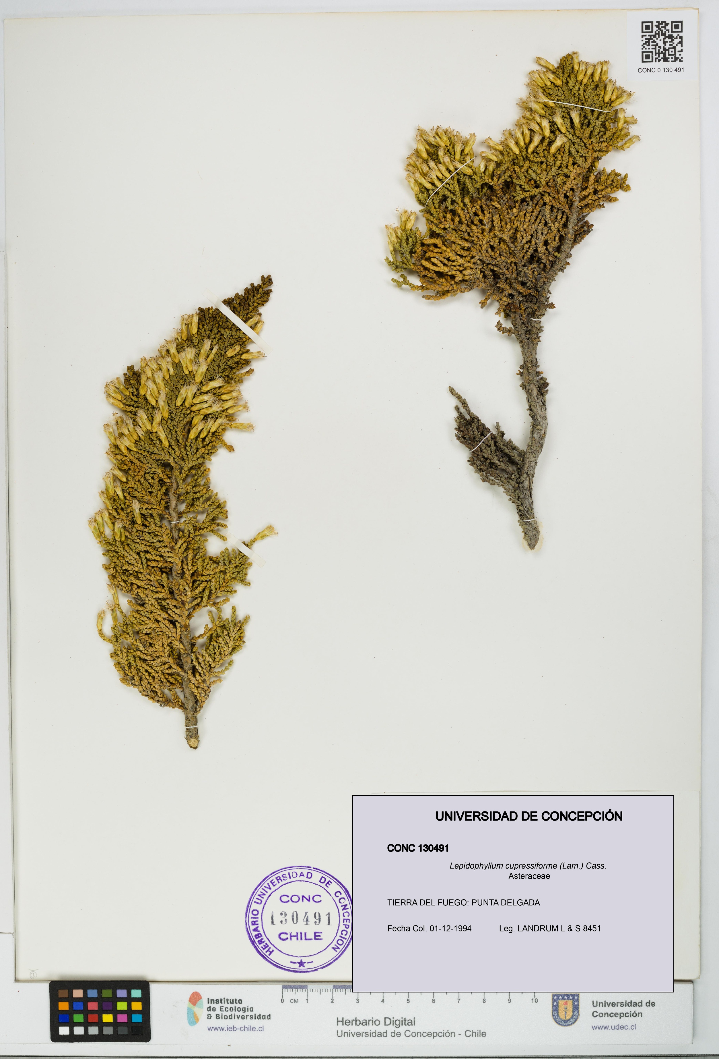 Lepidophyllum cupressiforme [Espécimen: UDEC:CONC:0130491]