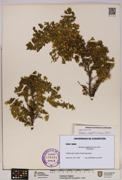 Baccharis magellanica [Espécimen: UDEC:CONC:0130494]