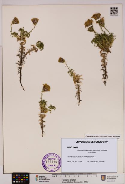Perezia recurvata subsp. recurvata [Espécimen: UDEC:CONC:0130496]