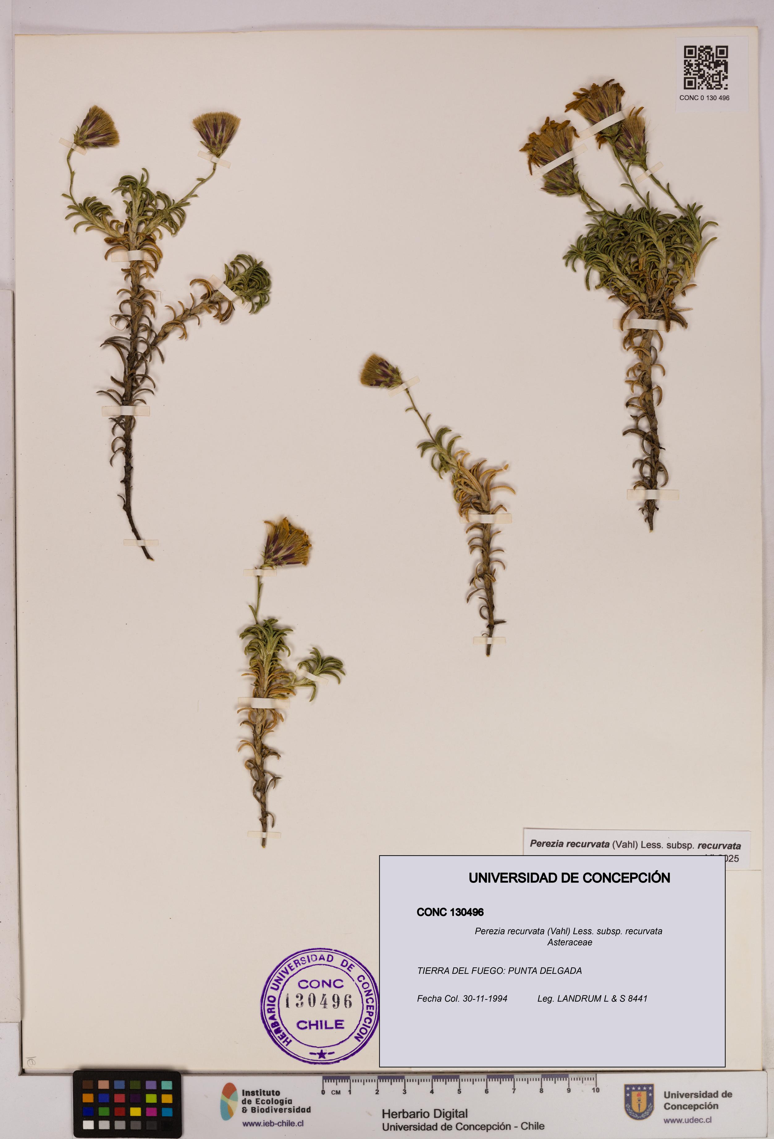 Perezia recurvata subsp. recurvata [Espécimen: UDEC:CONC:0130496]