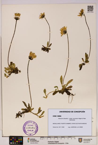 Hieracium pilosella [Espécimen: UDEC:CONC:0130504]