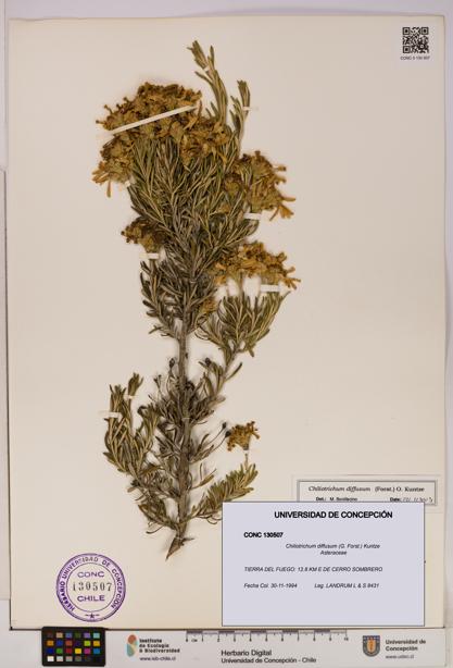 Chiliotrichum diffusum [Espécimen: UDEC:CONC:0130507]