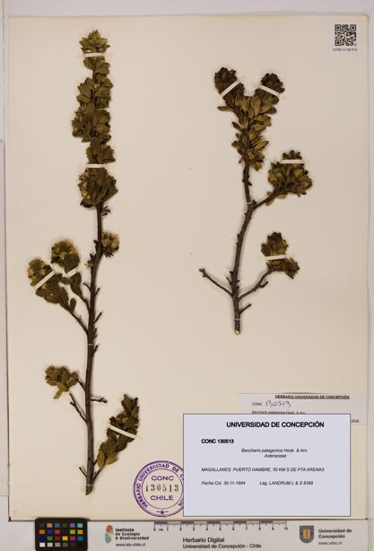 Baccharis patagonica [Espécimen: UDEC:CONC:0130513]
