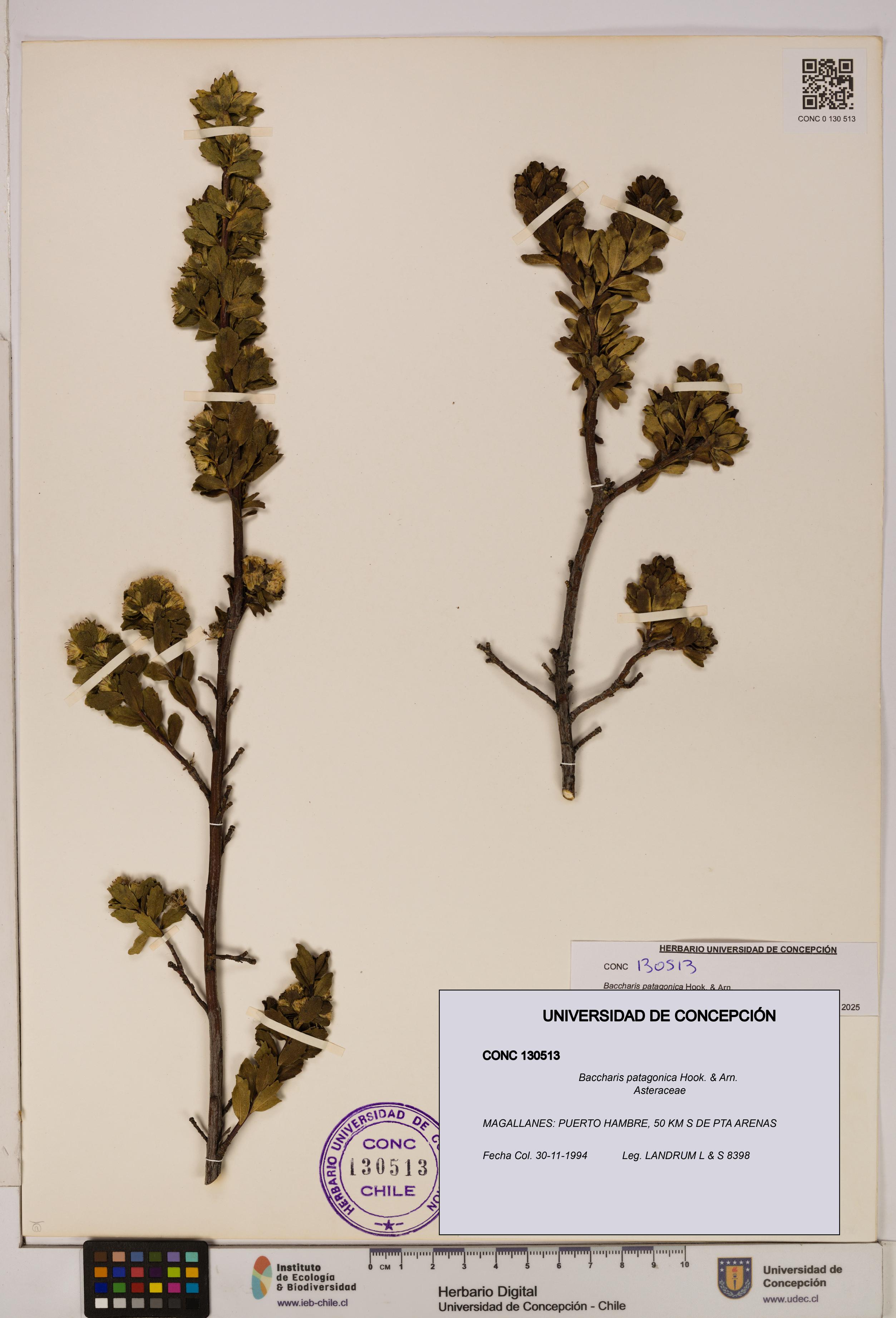 Baccharis patagonica [Espécimen: UDEC:CONC:0130513]