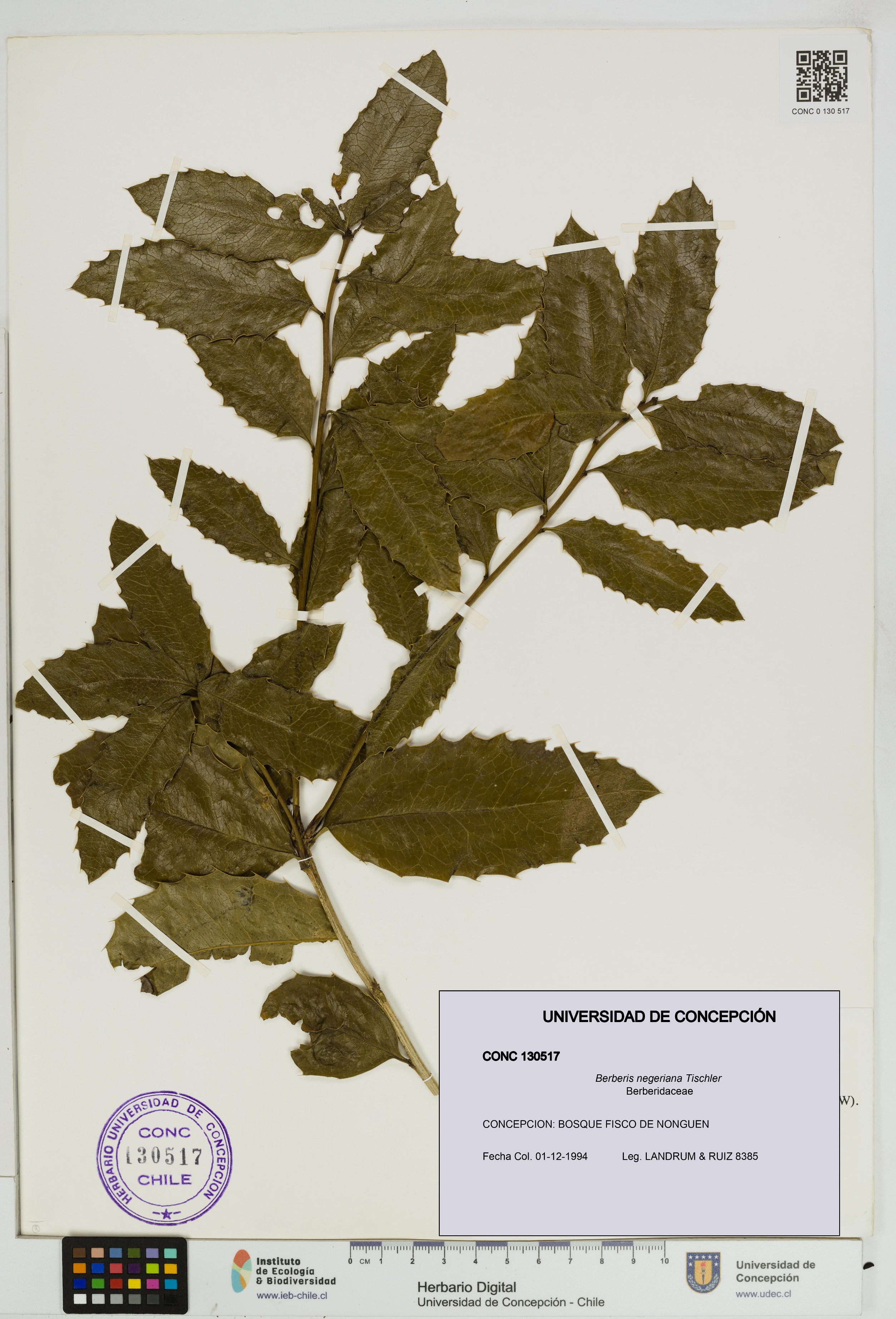 Berberis negeriana [Espécimen: UDEC:CONC:0130517]
