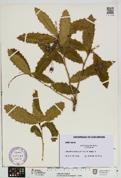 Berberis negeriana [Espécimen: UDEC:CONC:0130518]