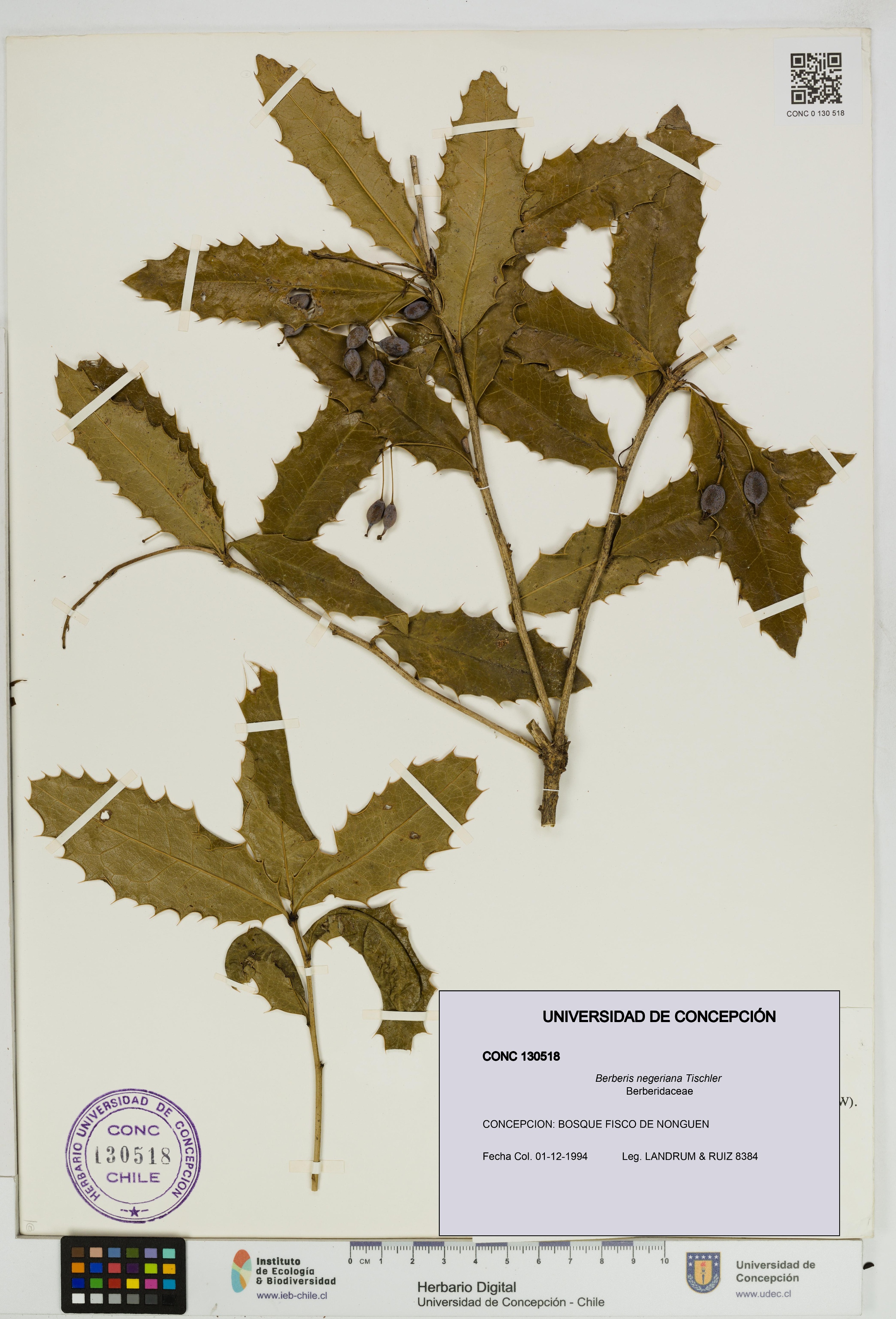 Berberis negeriana [Espécimen: UDEC:CONC:0130518]