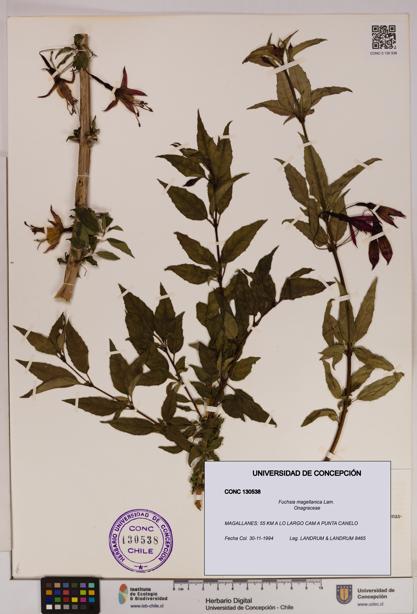 Fuchsia magellanica [Espécimen: UDEC:CONC:0130538]