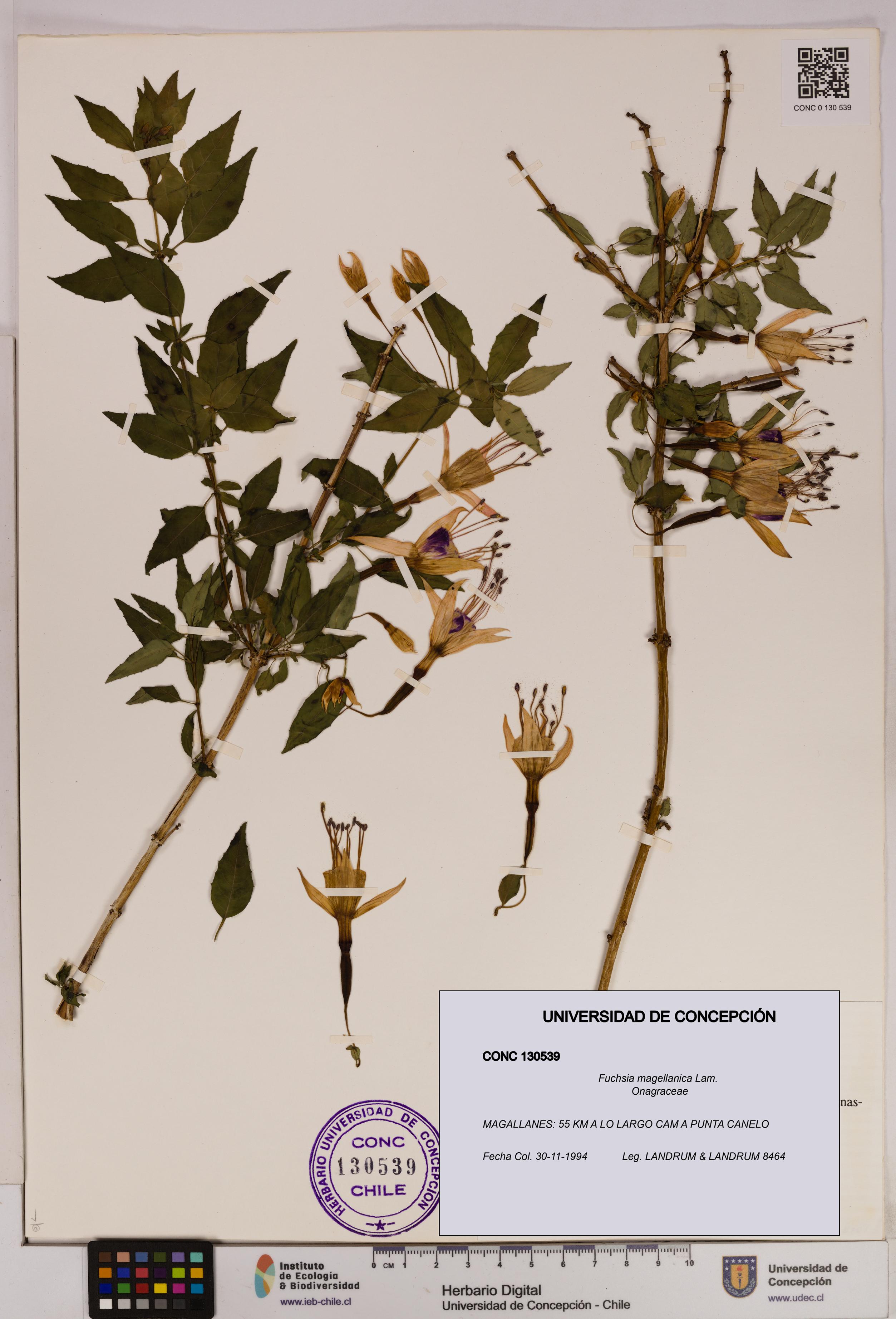 Fuchsia magellanica [Espécimen: UDEC:CONC:0130539]