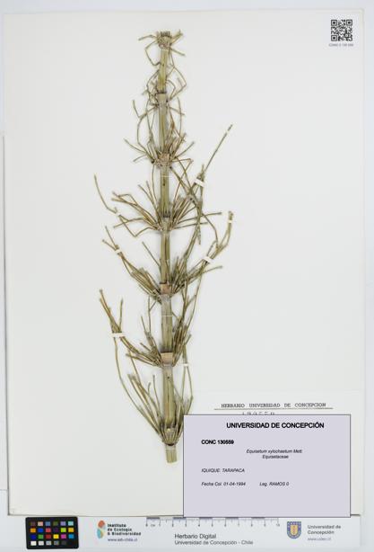Equisetum xylochaetum [Espécimen: UDEC:CONC:0130559]