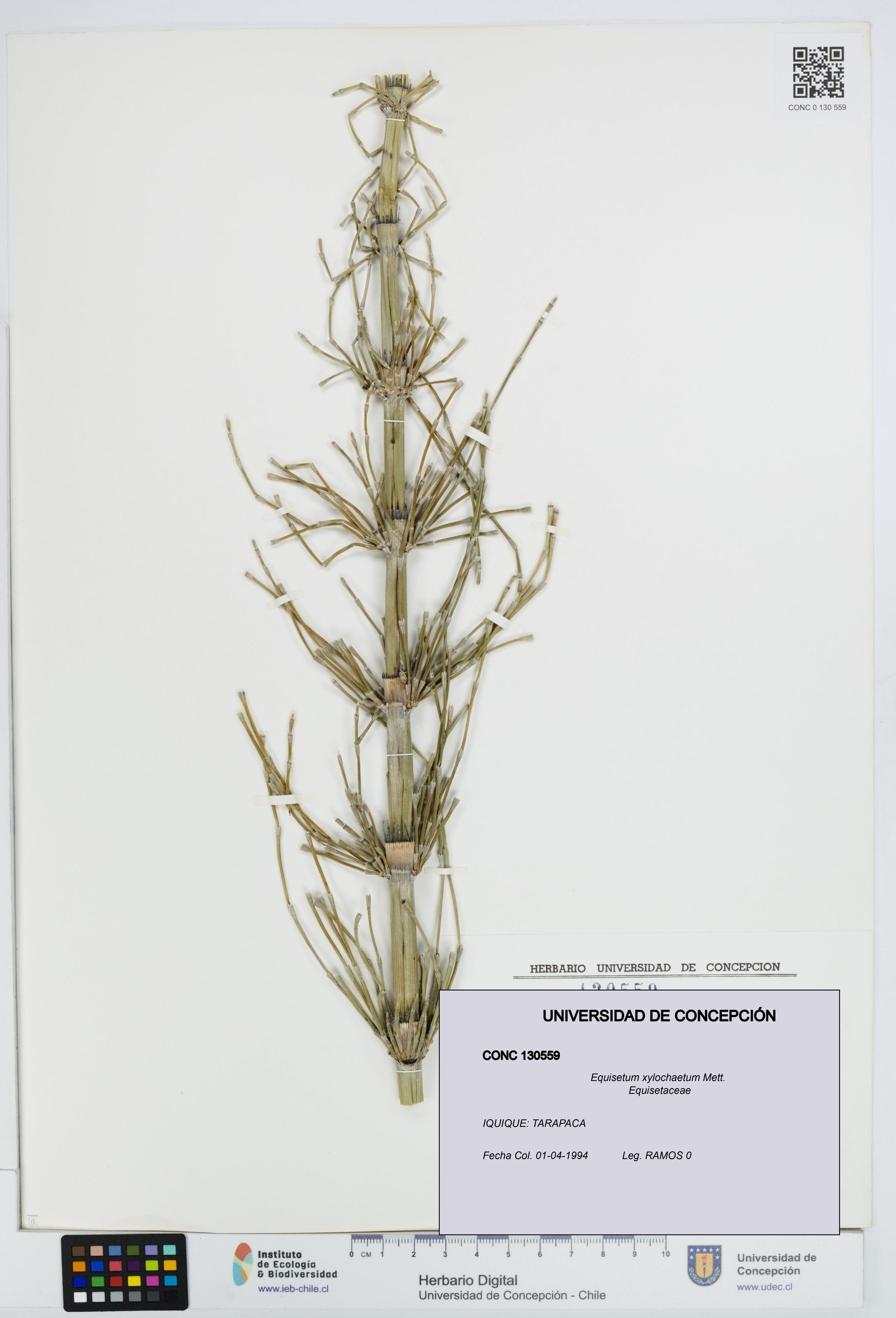 Equisetum xylochaetum [Espécimen: UDEC:CONC:0130559]