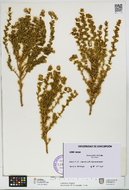 Senecio nutans [Espécimen: UDEC:CONC:0130569]