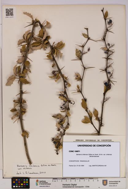 Berberis chilensis var. chilensis [Espécimen: UDEC:CONC:0130571]