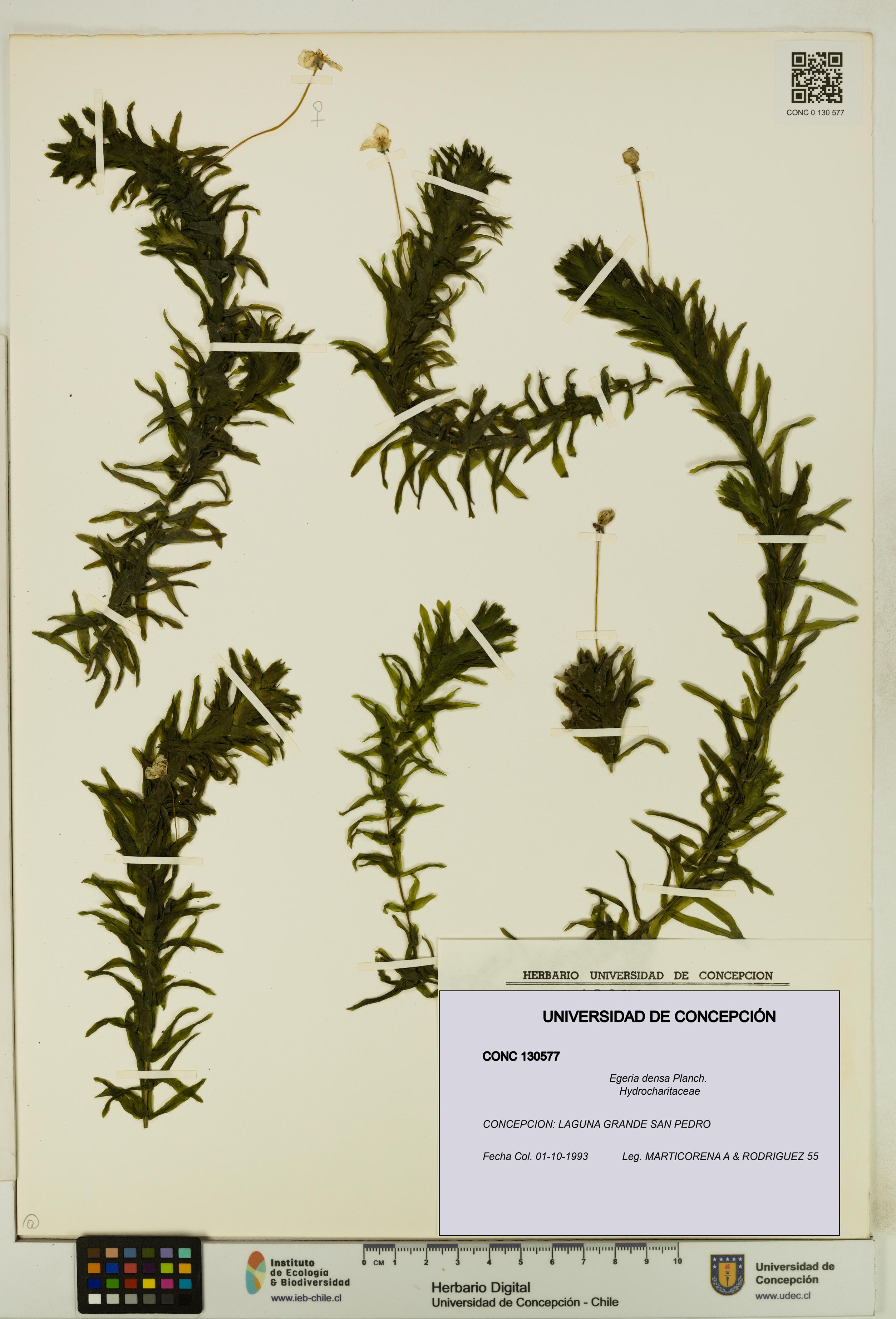 Egeria densa [Espécimen: UDEC:CONC:0130577]