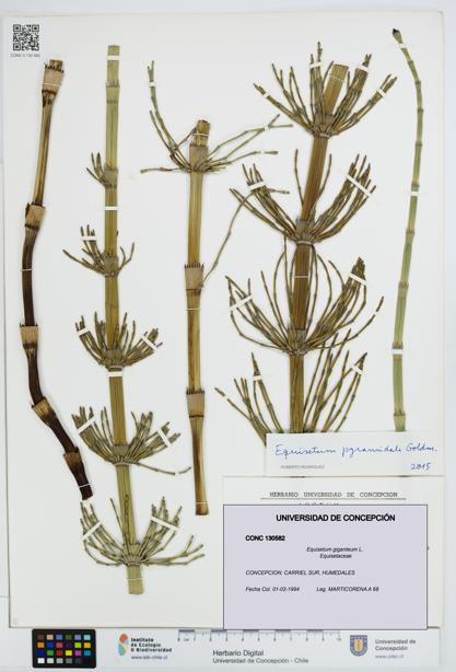 Equisetum giganteum [Espécimen: UDEC:CONC:0130582]