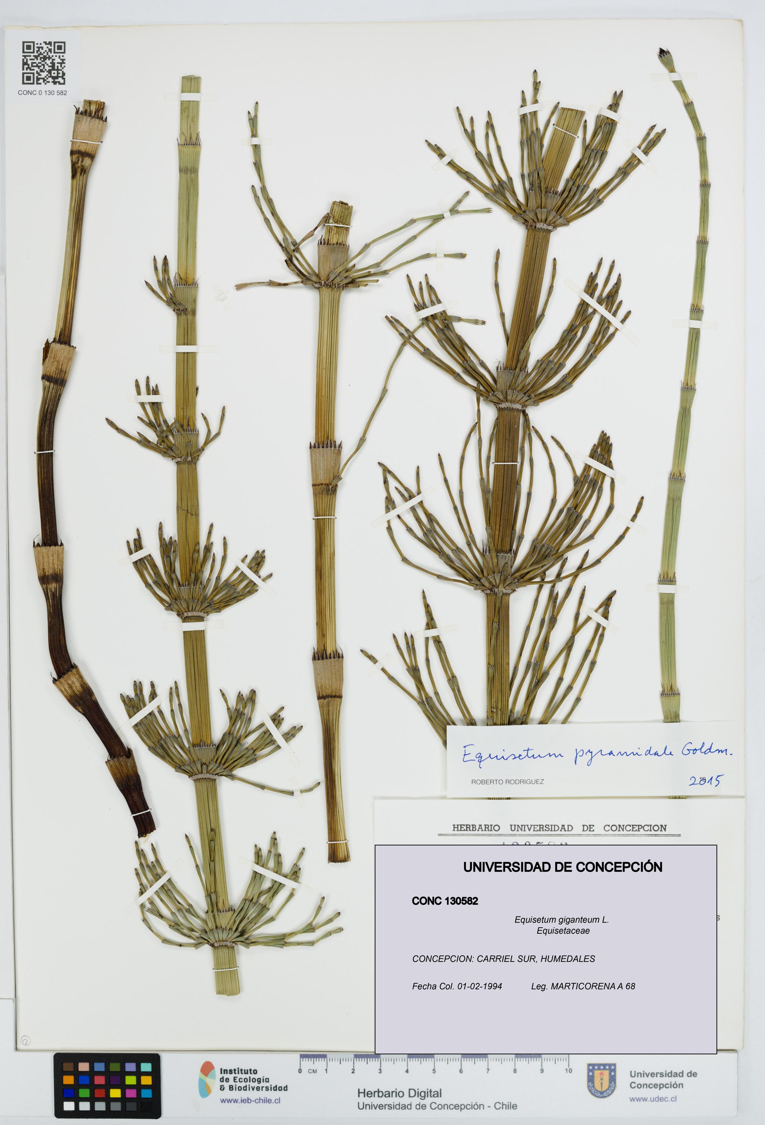 Equisetum giganteum [Espécimen: UDEC:CONC:0130582]
