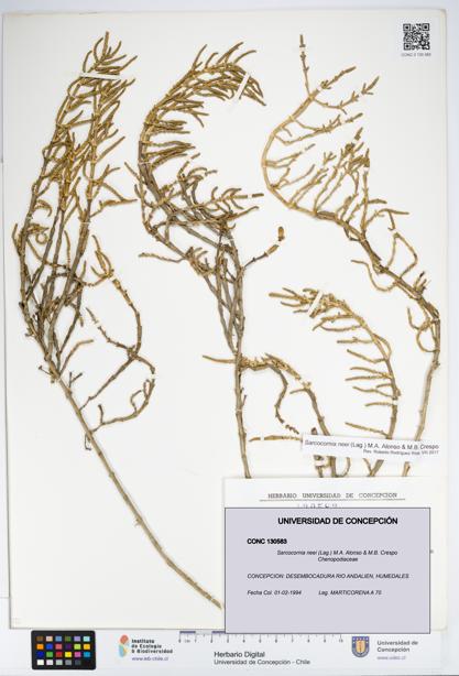Sarcocornia neei [Espécimen: UDEC:CONC:0130583]